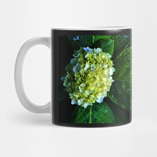 Wet Hydrangea Mug